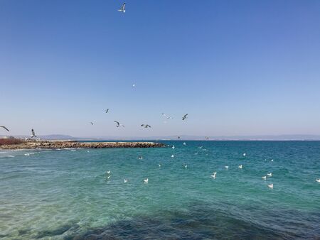 Seagulls Flying Over Sea On Sunny Day