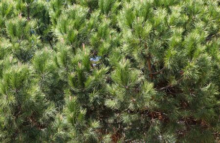 Close-up of bright green pine tree branchesの写真素材