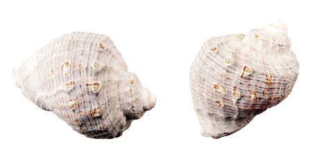 Close-Up Of Seashell Against White Backgroundの写真素材