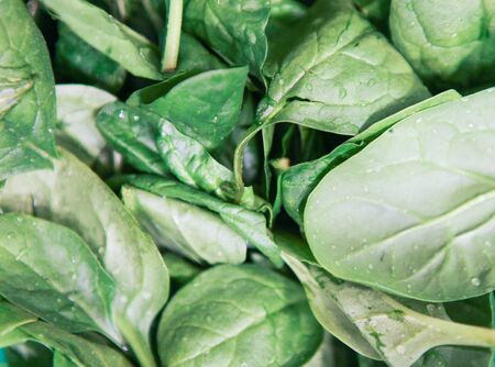 Organic Baby Spinach. Baby Is A Variety Of Spinach With Flat, Spade-Shaped Leaves That Are Soft And...