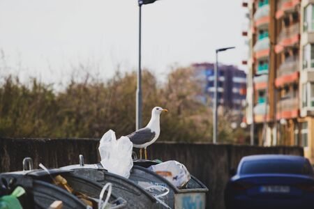 A curious seagull stands on the garbage containersの写真素材