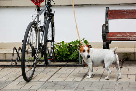 Pomorie, Bulgaria - May 01, 2020: Jack Russell Terrier Stands By The Bike And Waits For His Ownerのeditorial素材