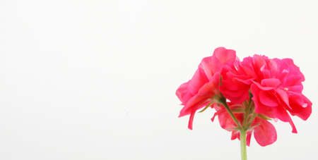 Geranium Flowersの写真素材