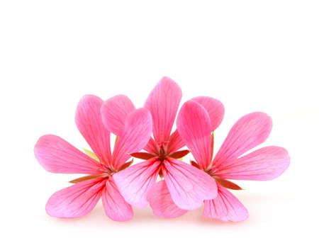 Geranium Flowersの写真素材