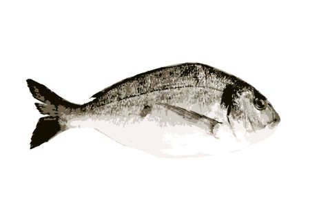 Sea bream fish isolated on a white background. This large group of fish from the Sparidae or...