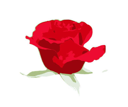 Red rose isolated on a white background. A rose is a woody perennial flowering plant of the genus Rosa, in the family Rosaceae, or the flower it bearsの写真素材