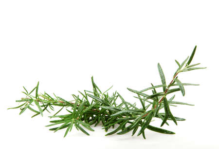 Fresh Rosemary Herb On White Backgroundの写真素材