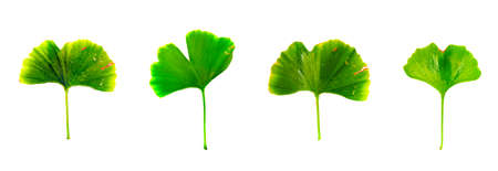Leafs of Ginkgo biloba isolated on white background. Ginkgo biloba, commonly known as ginkgo or gingko, also known as the maidenhair tree, is the only living species in the division Ginkgophytaの写真素材