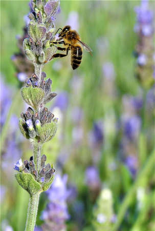 Bee taking pollen from lavender.