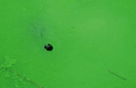Turtle sticking its head out of the river.