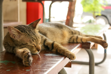 A cat on the wooden benchの写真素材