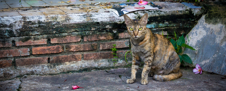 The cat camouflage on wallの写真素材