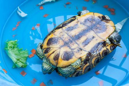 Japanese pond turtle back flipの写真素材