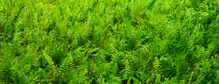 The Close up ferns leaves green in forest.