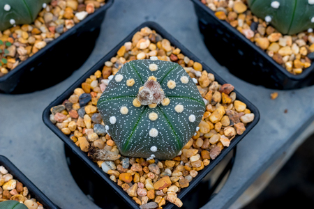 Echinopsis Subdenudata Baby Cactus flower in plants.の写真素材