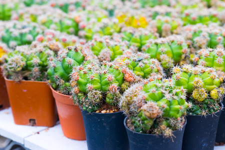 Gymnocalycium Damsii Cactus plant on background.の写真素材