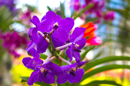 Purple Orchids Vanda in the orchids Farm.  Orchids Vanda.の写真素材