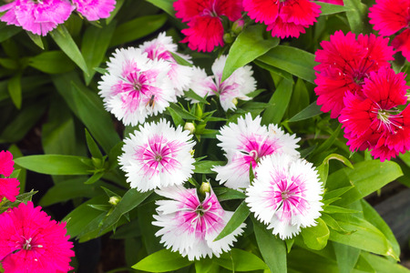 Colorful Dianthus flower (Dianthus chinensis)  (Caryophyllaceae) blooming in garden at Thailand.の写真素材