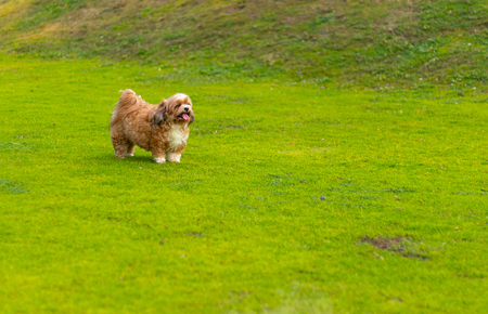 Shih Tzu dog is running happily in the garden. Shih Tzu dog.の写真素材