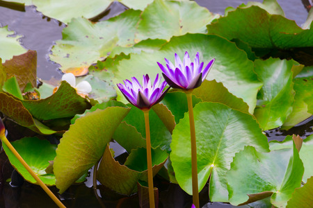 Beautiful blooming lotus flower purple. Lotus flower in pond.の写真素材