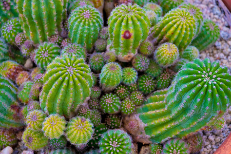Top view of small Echinopsis cactus in pot. Baby Echinopsis.の写真素材