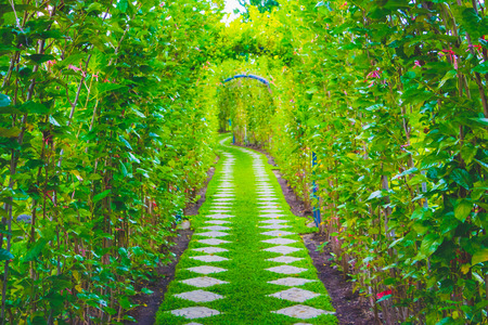 Green tunnel in fresh spring day. Way to nature.  Green trees and the way.の写真素材