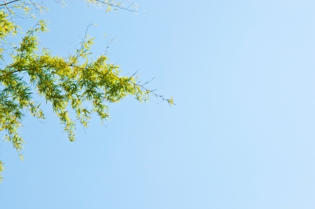 beautiful green bamboo leaves against blue sky