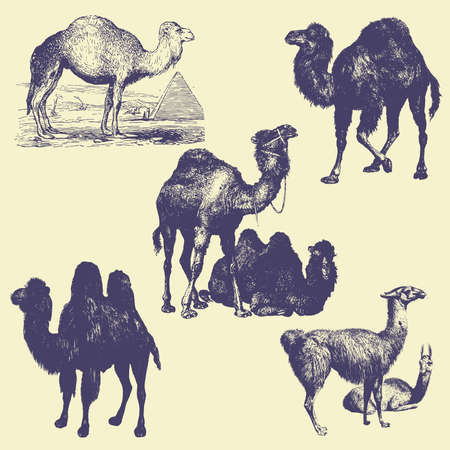 old vintage illustrationのイラスト素材