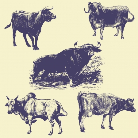 old vintage illustrationのイラスト素材