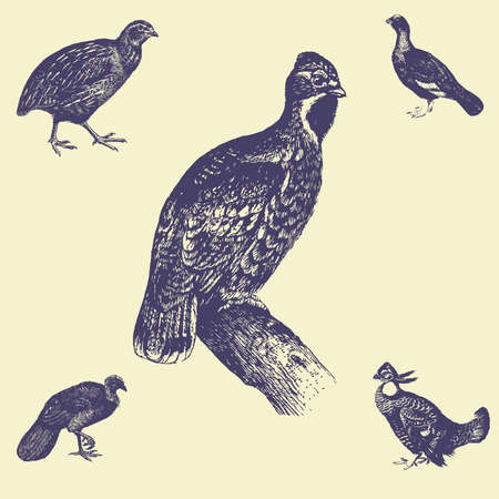 old vintage illustrationのイラスト素材