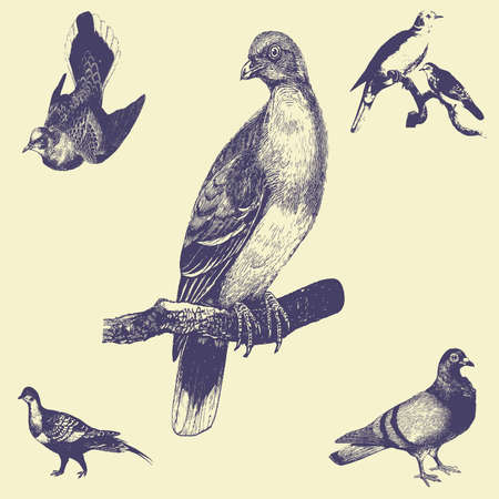 old vintage illustrationのイラスト素材