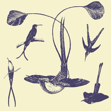old vintage illustrationのイラスト素材