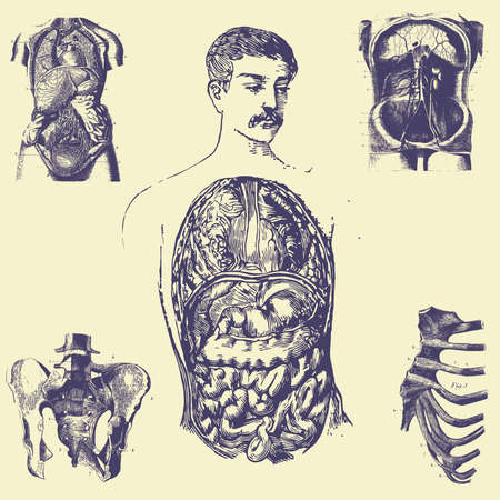 sets old vintage illustrationのイラスト素材