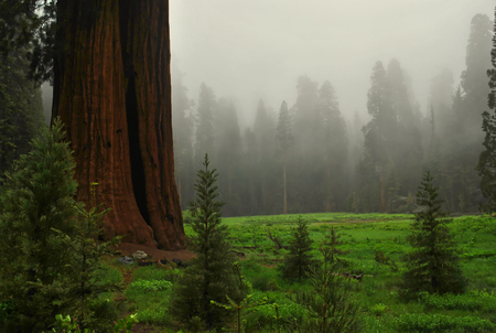 Giant Sequoia trees in Sequoia National Park, California, USA