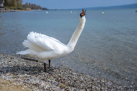 White swan in water scene, frankfurt, hesse, germanyの写真素材