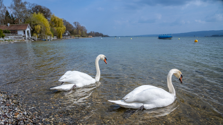 White swan in water scene, frankfurt, hesse, germanyの写真素材