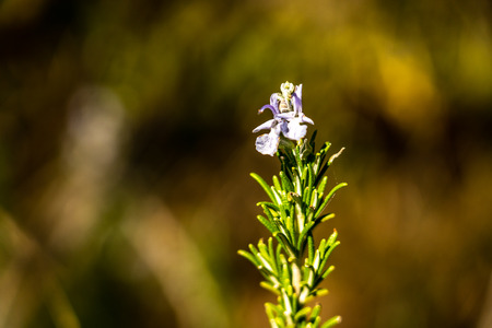 close up of flowering rosmarin plant, franceの写真素材