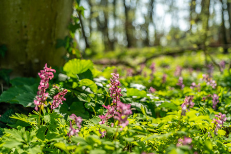 pspring panorama in a woodland forest with corydalis flowers, frankfurt, germanyの写真素材