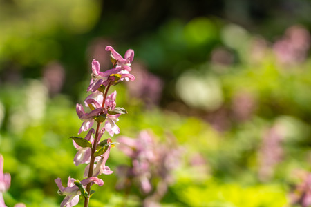 pspring panorama in a woodland forest with corydalis flowers, frankfurt, germanyの写真素材