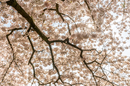 Cherry blossom in springtime in Frankfurt, Hesse, Germany, Europeの写真素材