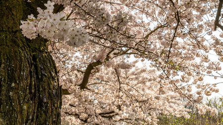 Cherry blossom in springtime in Frankfurt, Hesse, Germany, Europeの写真素材