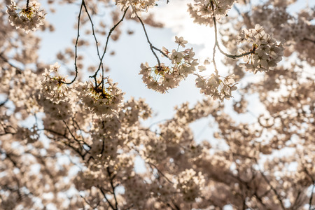 Cherry blossom in springtime in Frankfurt, Hesse, Germany, Europeの写真素材