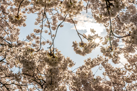 Cherry blossom in springtime in Frankfurt, Hesse, Germany, Europeの写真素材