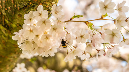 Cherry blossom with a bumblebee in springtime in Frankfurt, Hesse, Germany, Europeの写真素材