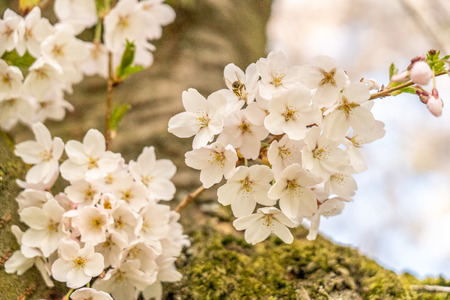 Cherry blossom with a bee in springtime in Frankfurt, Hesse, Germany, Europeの写真素材
