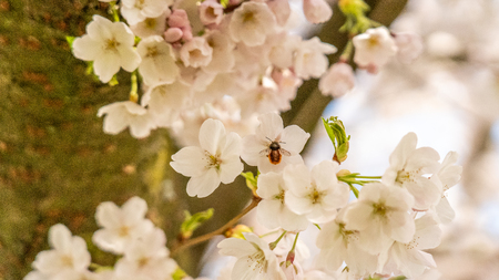 Cherry blossom in springtime in Frankfurt, Hesse, Germany, Europeの写真素材