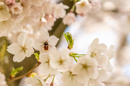 Cherry blossom in springtime in Frankfurt, Hesse, Germany, Europeの写真素材