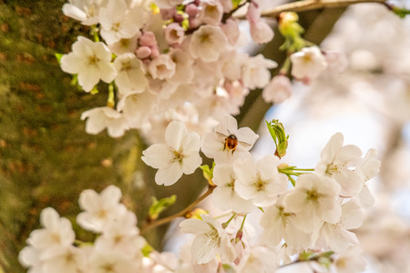 Cherry blossom in springtime in Frankfurt, Hesse, Germany, Europeの写真素材