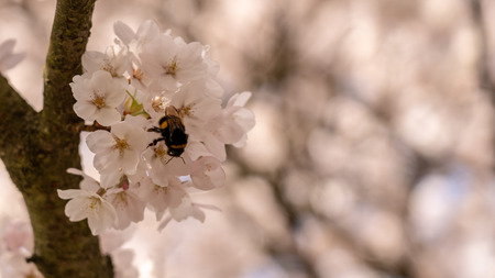 Cherry blossom in springtime in Frankfurt, Hesse, Germany, Europeの写真素材