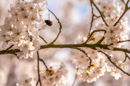Cherry blossom in springtime in Frankfurt, Hesse, Germany, Europeの写真素材